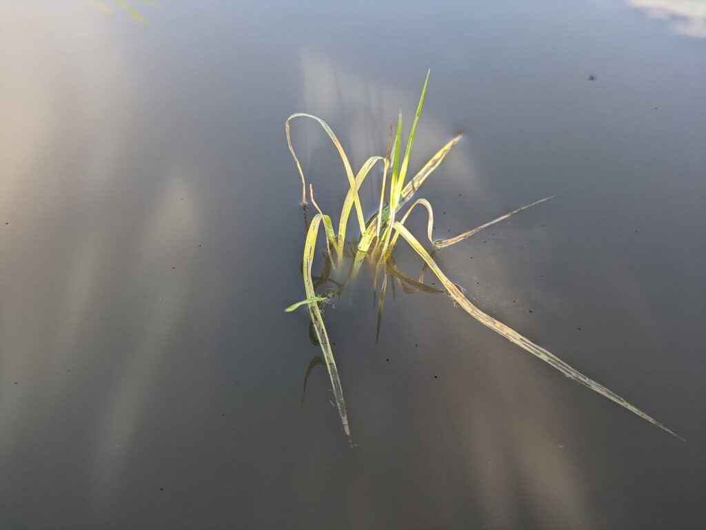 除草剤で弱った苗