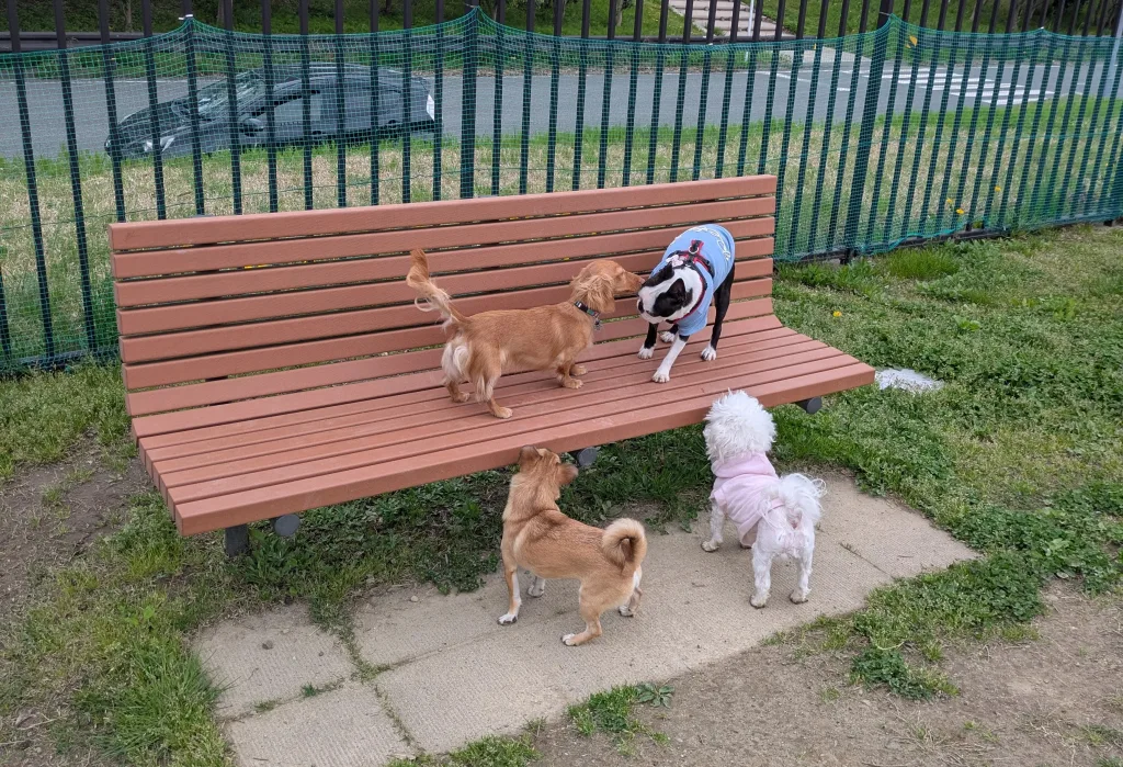 ドックランでコミニケーションを取る愛犬