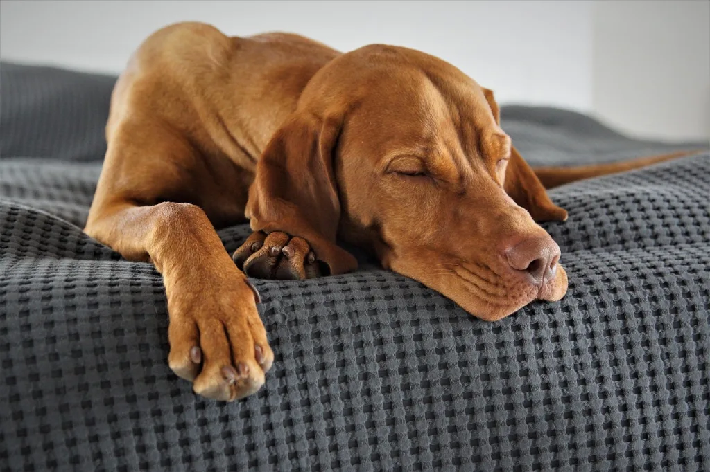 たくさん遊んで疲れて寝てしまった犬