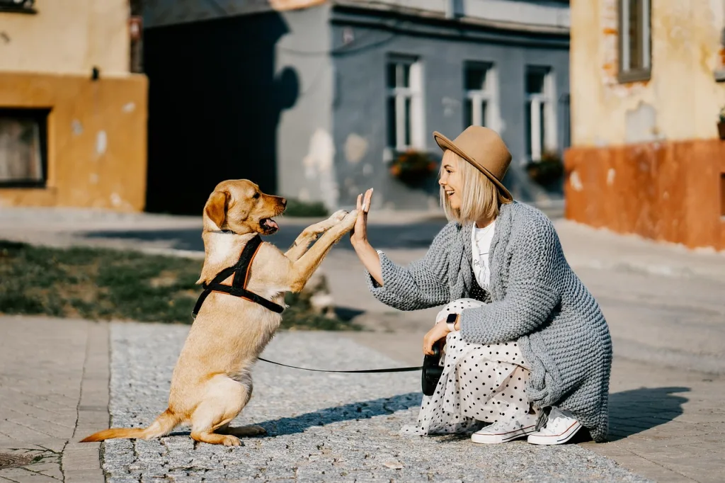 ハイタッチして飼い主と仲良しな犬
